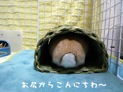 mashu0315_1.jpg